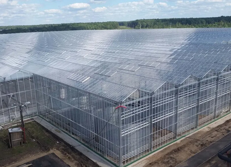 Стеклянная теплица с непрерывной конструкцией Венло
